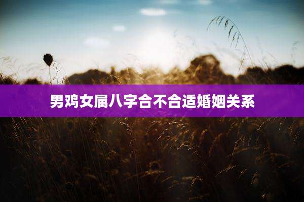 男鸡女属八字合不合适婚姻关系