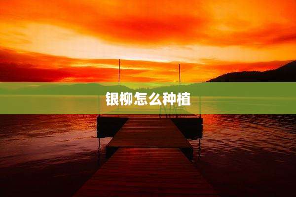 银柳怎么种植