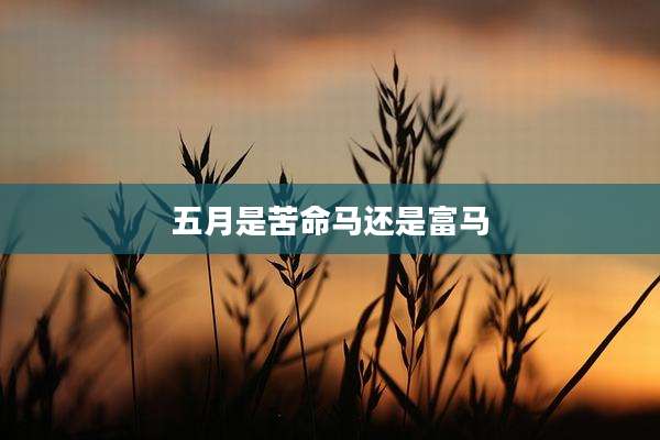 五月是苦命马还是富马