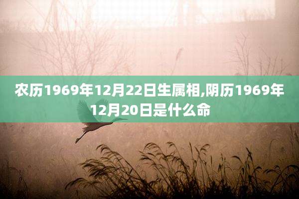 农历1969年12月22日生属相,阴历1969年12月20日是什么命