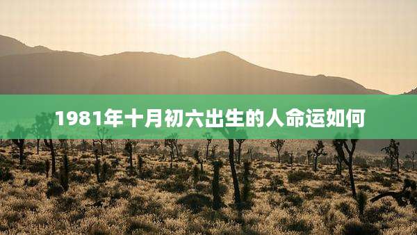 1981年十月初六出生的人命运如何