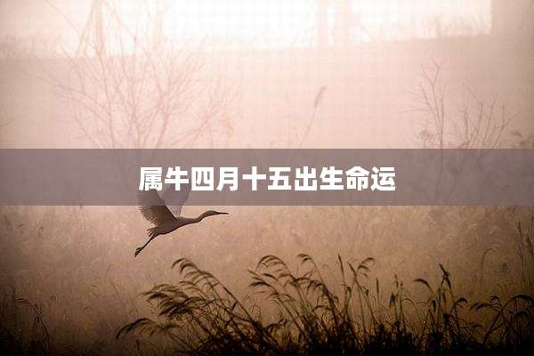 属牛四月十五出生命运