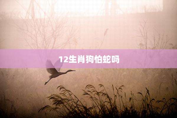 12生肖狗怕蛇吗