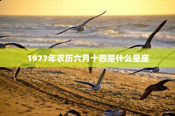 1977年农历六月十四是什么星座