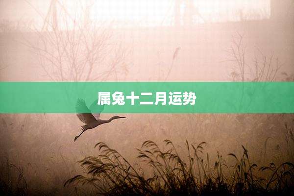 属兔十二月运势