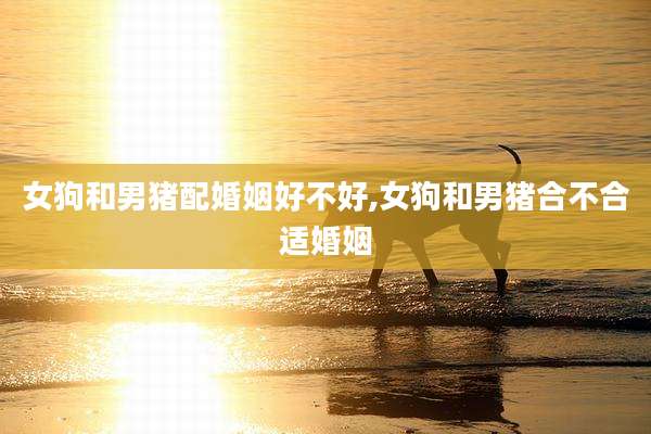 女狗和男猪配婚姻好不好,女狗和男猪合不合适婚姻