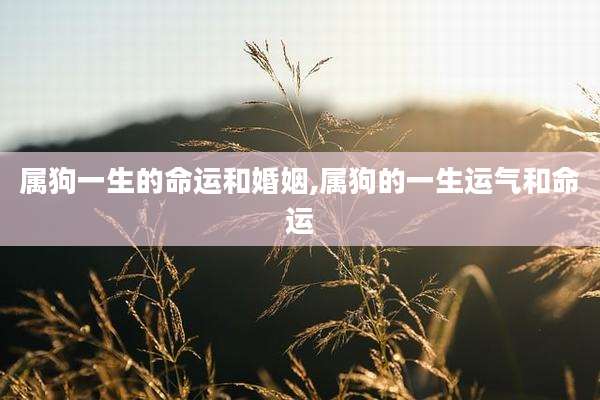 属狗一生的命运和婚姻,属狗的一生运气和命运