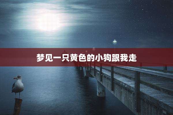 梦见一只黄色的小狗跟我走