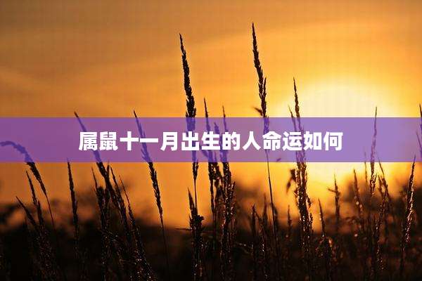 属鼠十一月出生的人命运如何