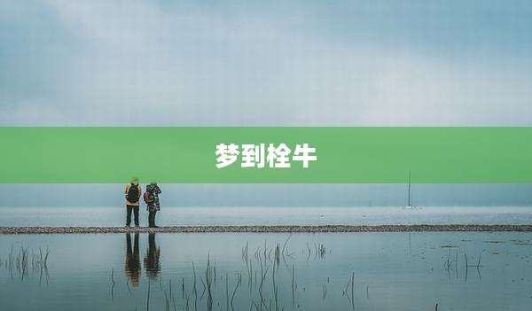 梦到栓牛