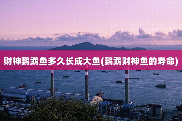 财神鹦鹉鱼多久长成大鱼(鹦鹉财神鱼的寿命)