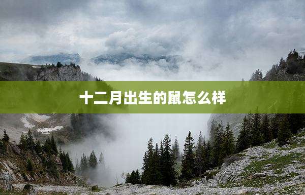 十二月出生的鼠怎么样