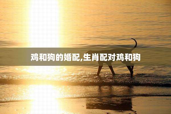 鸡和狗的婚配,生肖配对鸡和狗