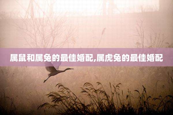 属鼠和属兔的最佳婚配,属虎兔的最佳婚配