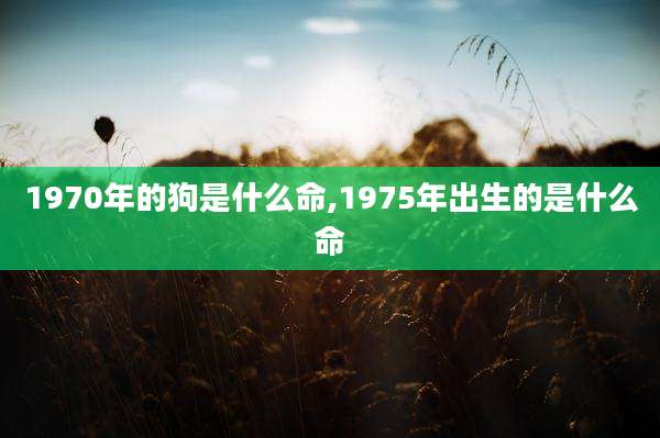 1970年的狗是什么命,1975年出生的是什么命