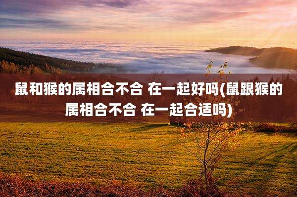 鼠和猴的属相合不合 在一起好吗(鼠跟猴的属相合不合 在一起合适吗)