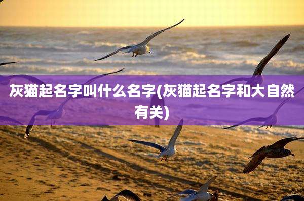 灰猫起名字叫什么名字(灰猫起名字和大自然有关)
