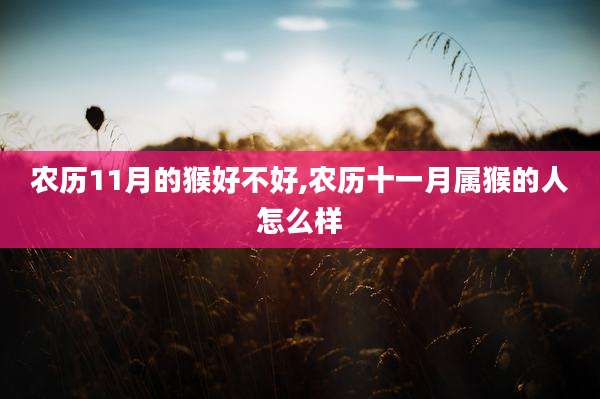 农历11月的猴好不好,农历十一月属猴的人怎么样