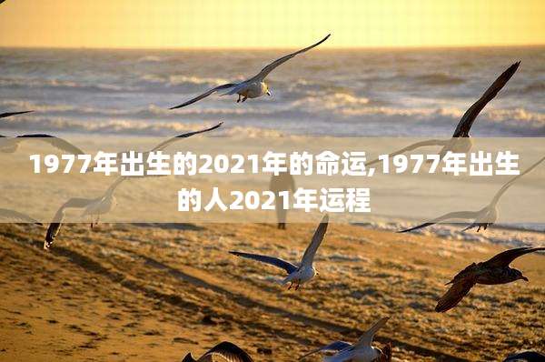 1977年出生的2021年的命运,1977年出生的人2021年运程