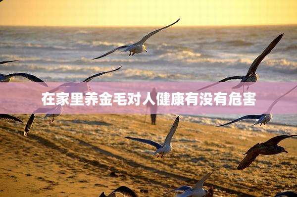 在家里养金毛对人健康有没有危害
