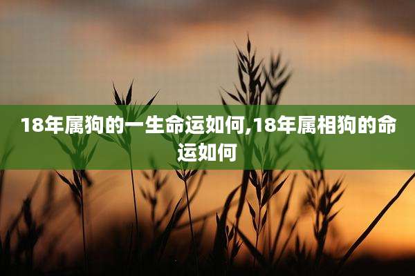 18年属狗的一生命运如何,18年属相狗的命运如何