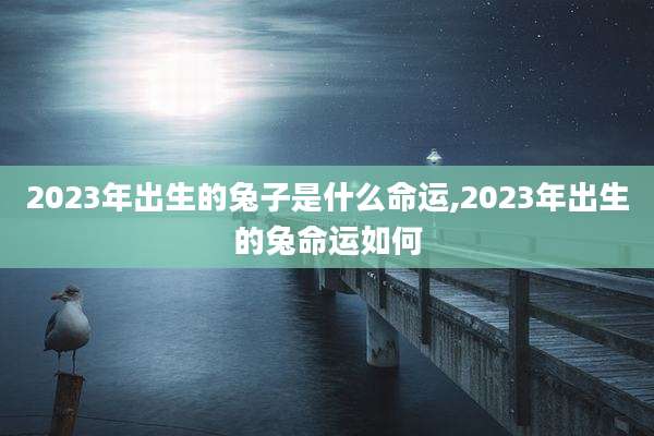 2023年出生的兔子是什么命运,2023年出生的兔命运如何