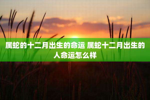 属蛇的十二月出生的命运 属蛇十二月出生的人命运怎么样