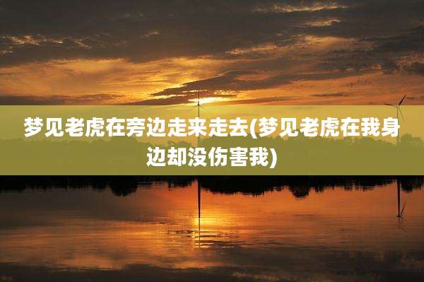 梦见老虎在旁边走来走去(梦见老虎在我身边却没伤害我)