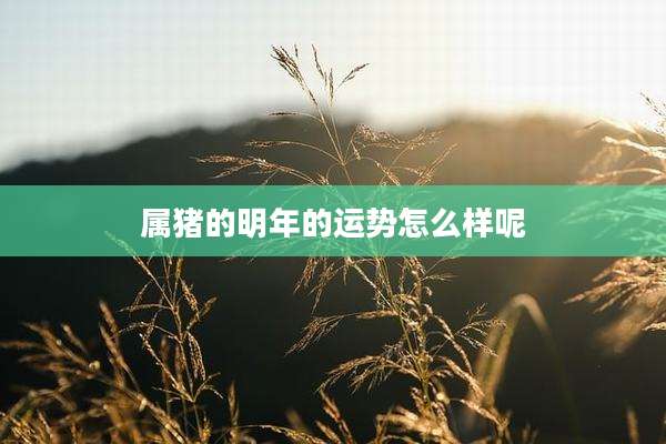 属猪的明年的运势怎么样呢