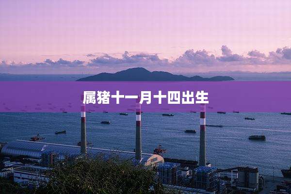 属猪十一月十四出生