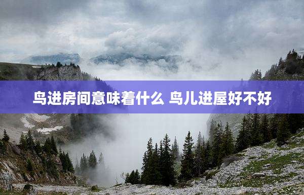 鸟进房间意味着什么 鸟儿进屋好不好