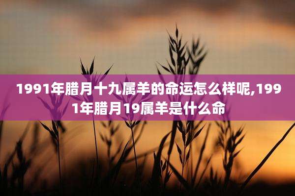 1991年腊月十九属羊的命运怎么样呢,1991年腊月19属羊是什么命