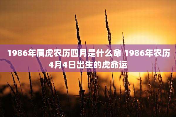 1986年属虎农历四月是什么命 1986年农历4月4日出生的虎命运