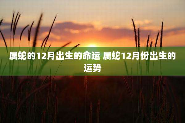 属蛇的12月出生的命运 属蛇12月份出生的运势