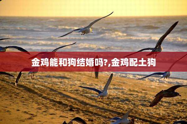 金鸡能和狗结婚吗?,金鸡配土狗