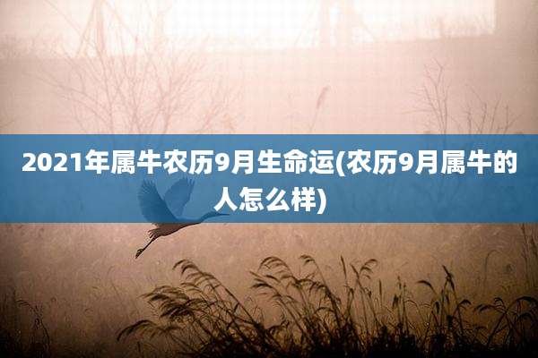 2021年属牛农历9月生命运(农历9月属牛的人怎么样)
