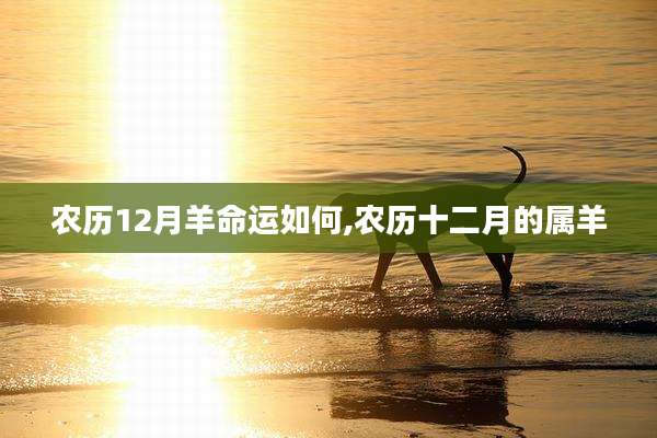 农历12月羊命运如何,农历十二月的属羊