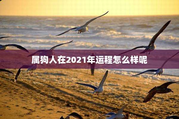 属狗人在2021年运程怎么样呢
