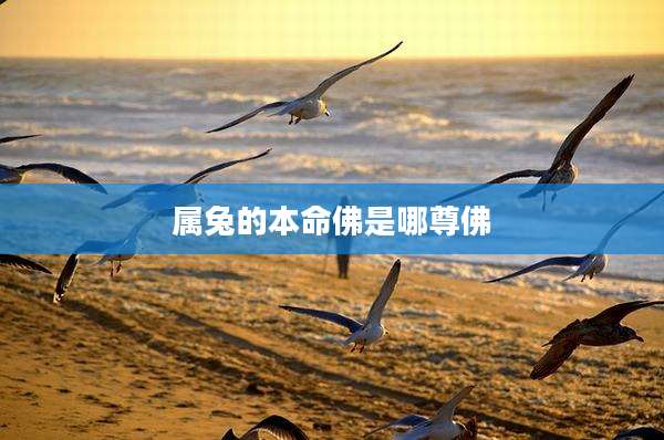 属兔的本命佛是哪尊佛