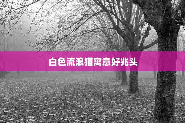 白色流浪猫寓意好兆头