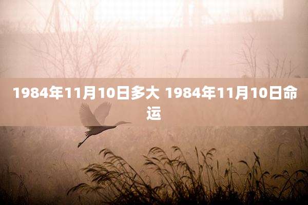1984年11月10日多大 1984年11月10日命运
