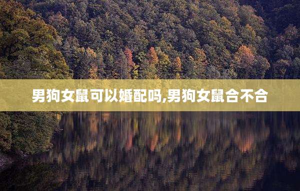 男狗女鼠可以婚配吗,男狗女鼠合不合
