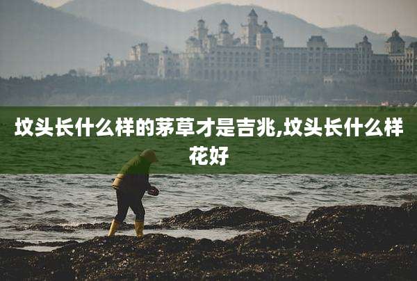 坟头长什么样的茅草才是吉兆,坟头长什么样花好