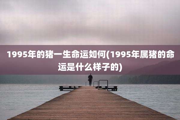 1995年的猪一生命运如何(1995年属猪的命运是什么样子的)