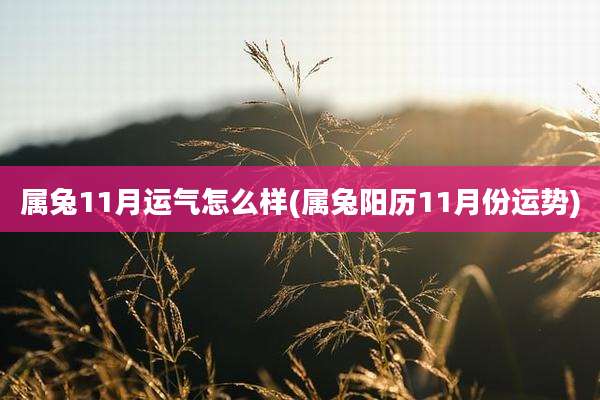 属兔11月运气怎么样(属兔阳历11月份运势)