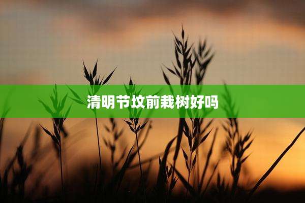 清明节坟前栽树好吗