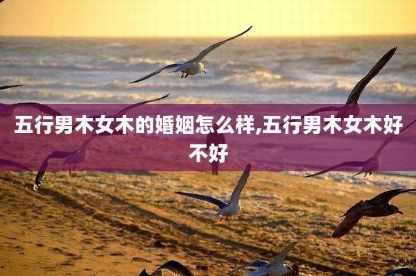 五行男木女木的婚姻怎么样,五行男木女木好不好