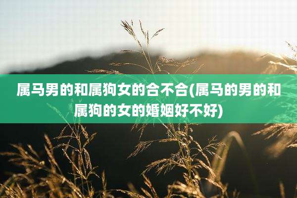 属马男的和属狗女的合不合(属马的男的和属狗的女的婚姻好不好)