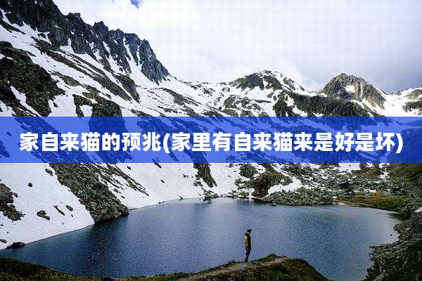 家自来猫的预兆(家里有自来猫来是好是坏)