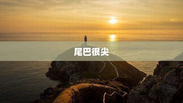 尾巴很尖